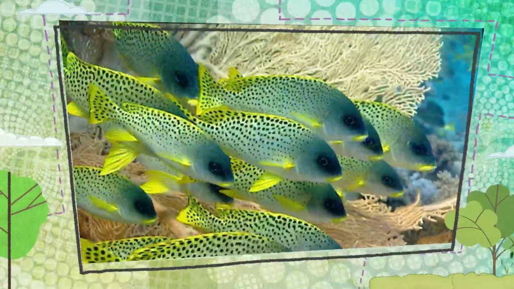 Tropical Fish Cbeebies