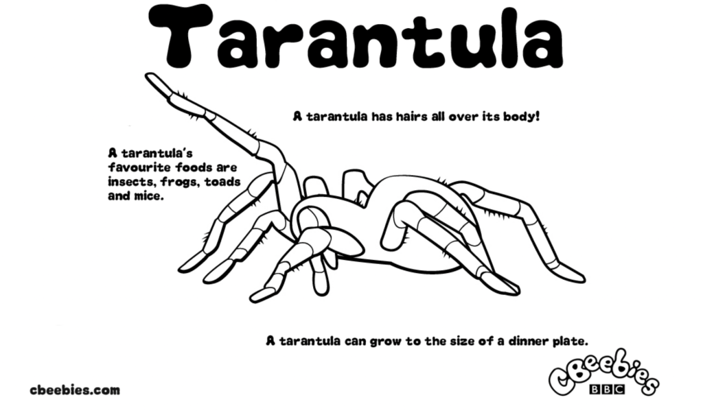 Tarantula
